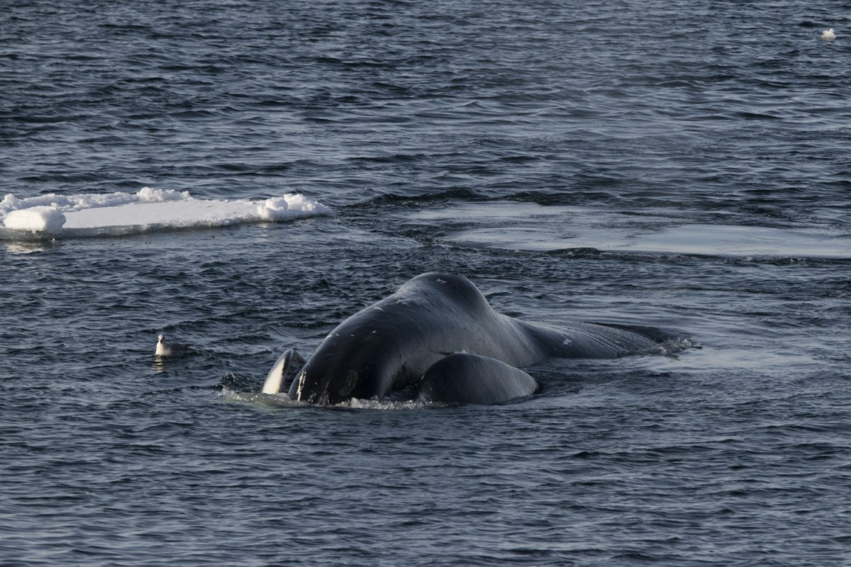 Groenlandse walvis 