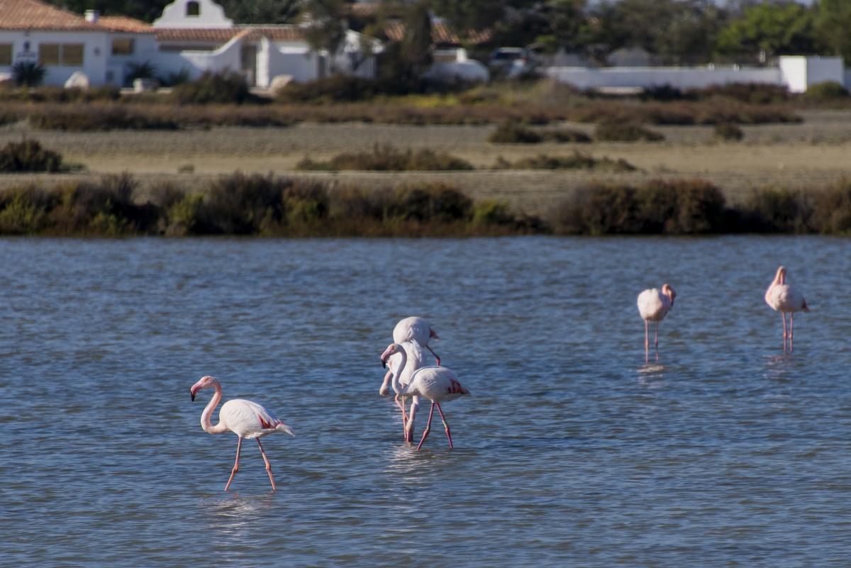 Flamingo\\'sin de Camargue