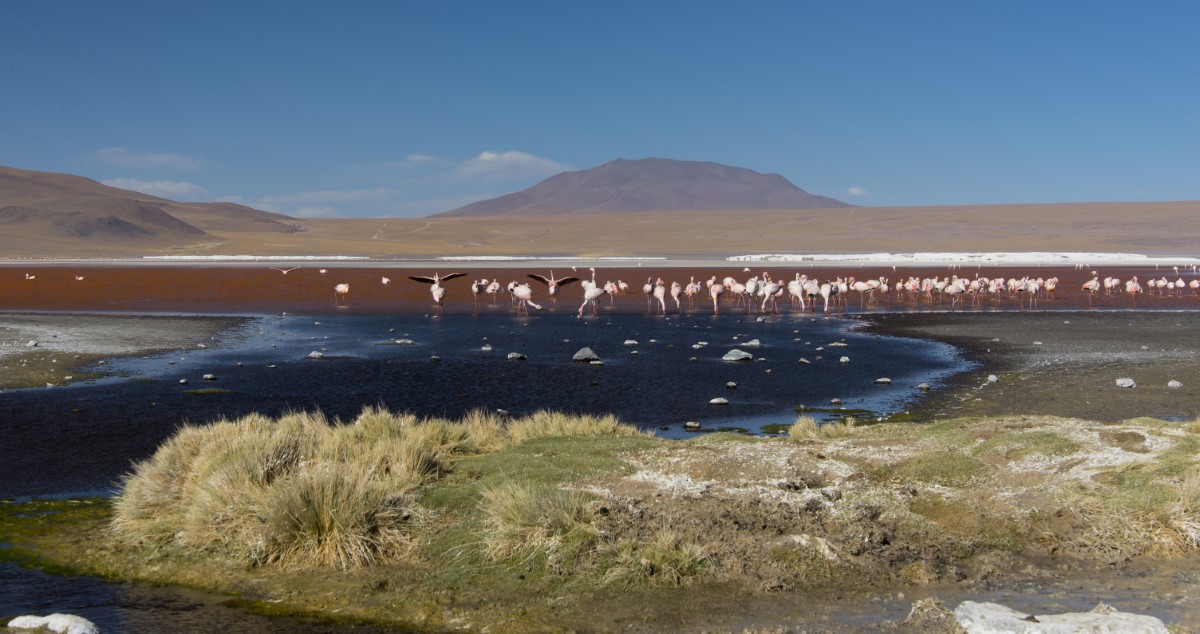 laguna Colorada Bolivia