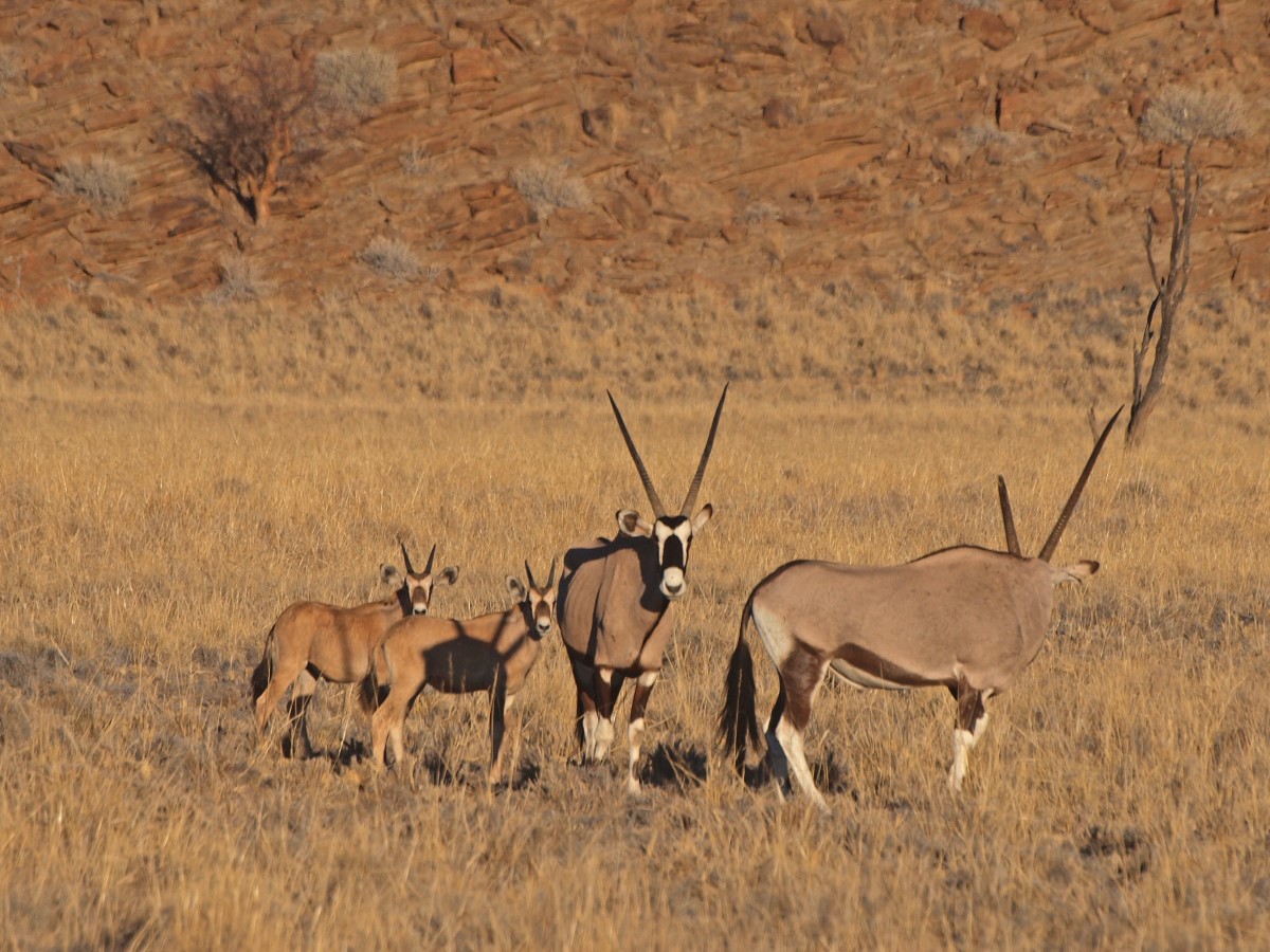 Oryx familie