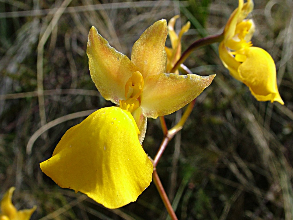 Wilde orchidee