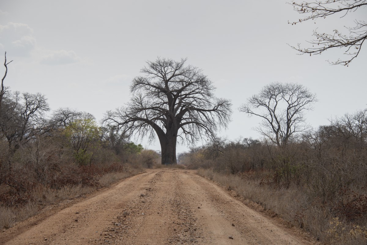 Baobab op de weg