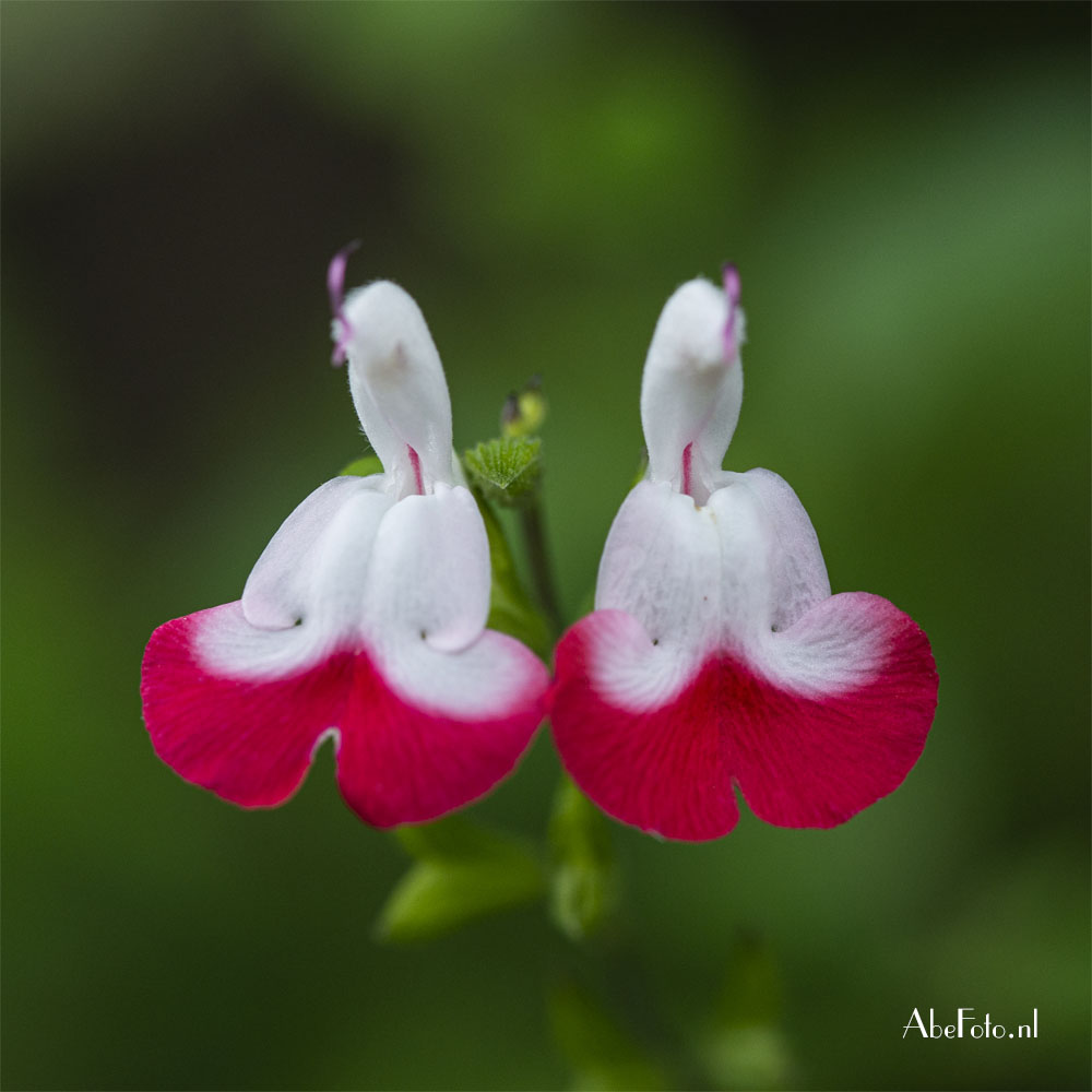 Salvia hotlips