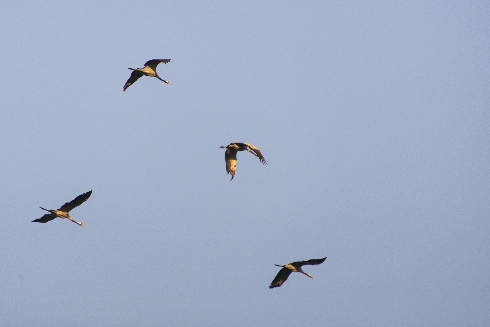  kraanvogels in de vlucht 