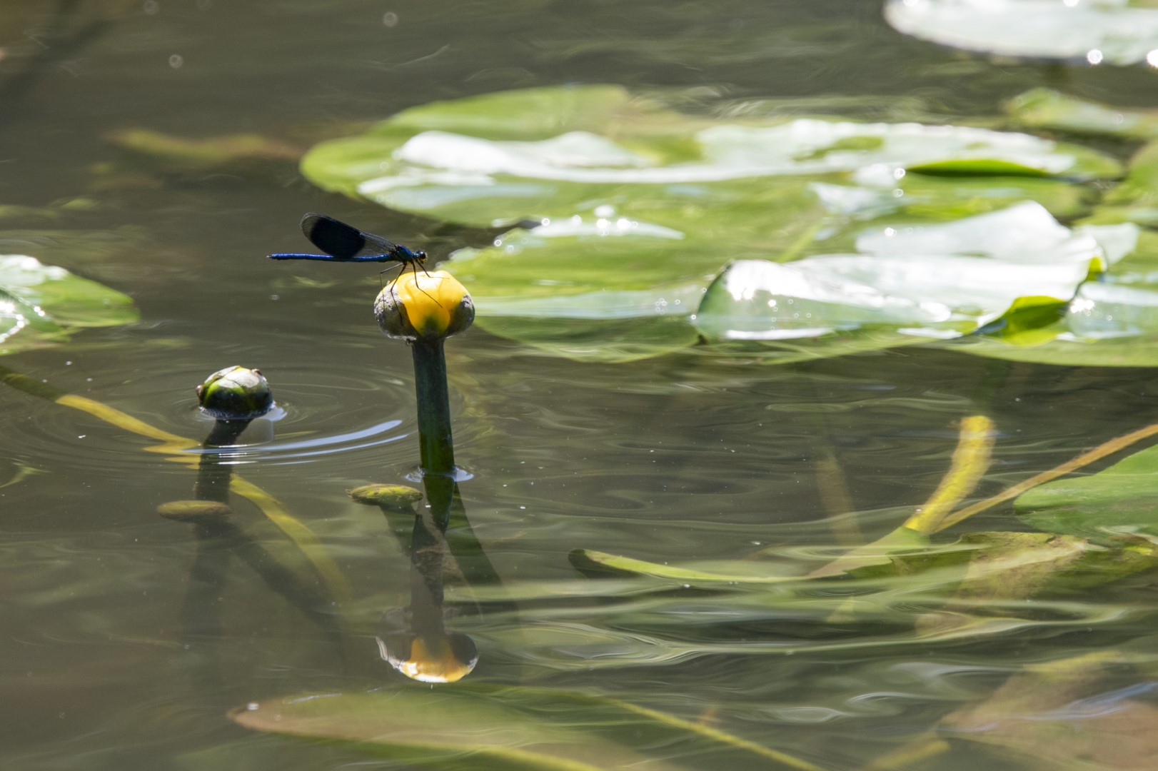 weidebeekjuffer op de gele plomp